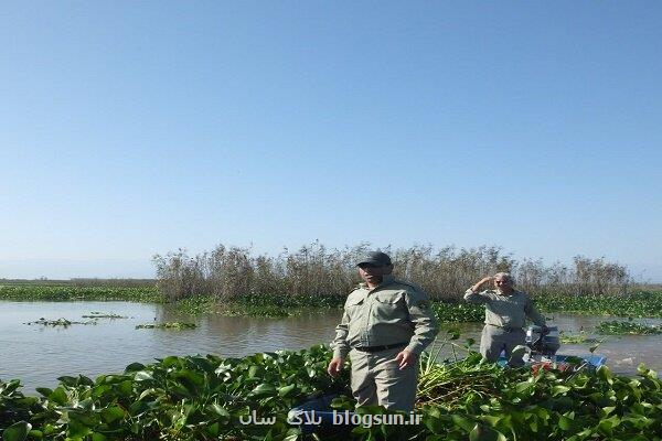 پاکسازی گیاه مهاجم سنبل آبی در تالاب بین المللی انزلی توسط محیط بانان